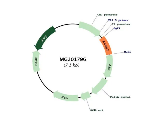 Ramp2 (NM_019444) Mouse Tagged ORF Clone - image 1