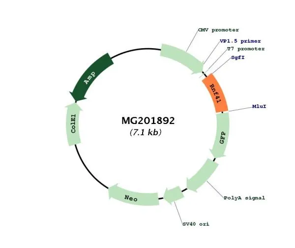 Rnf41 (BC019415) Mouse Tagged ORF Clone - image 1