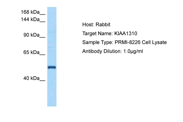 KIAA1310 (KANSL3) Rabbit Polyclonal Antibody - image 1