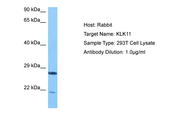 Kallikrein 11 (KLK11) Rabbit Polyclonal Antibody - image 1