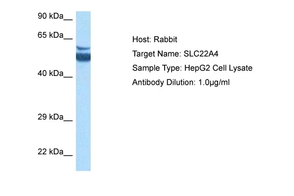 SLC22A4 Rabbit Polyclonal Antibody - image 1