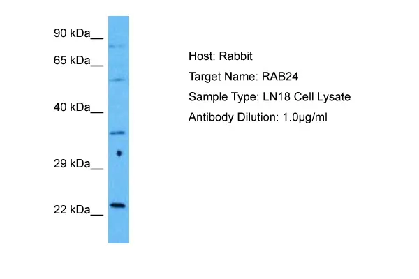 RAB24 Rabbit Polyclonal Antibody - image 1