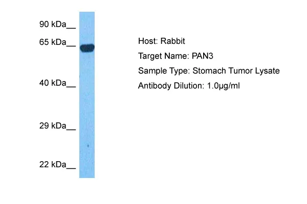 PAN3 Rabbit Polyclonal Antibody - image 1