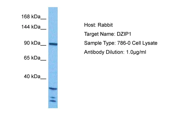 DZIP1 Rabbit Polyclonal Antibody - image 1