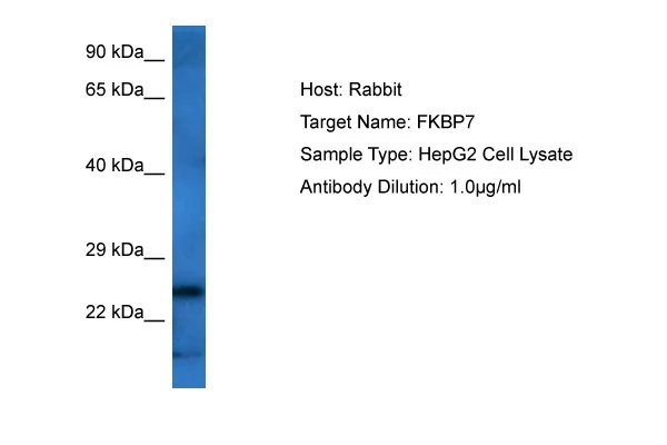 FKBP7 Rabbit Polyclonal Antibody - image 1
