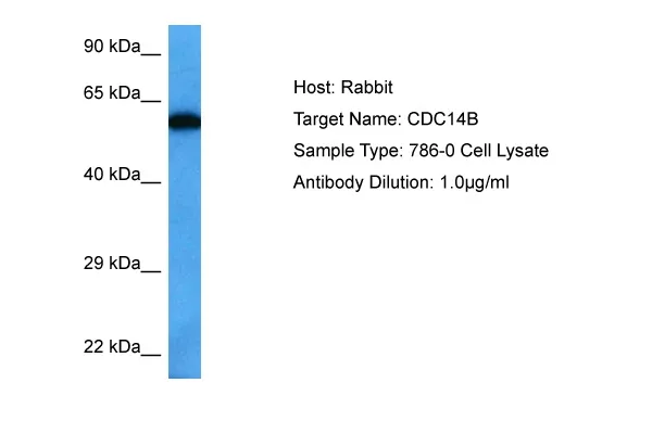 CDC14B Rabbit Polyclonal Antibody - image 1