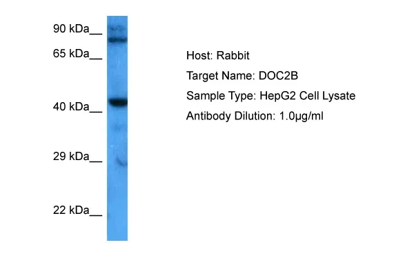 DOC2B Rabbit Polyclonal Antibody - image 1