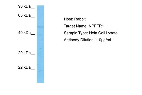NPFF1 Receptor (NPFFR1) Rabbit Polyclonal Antibody - image 1