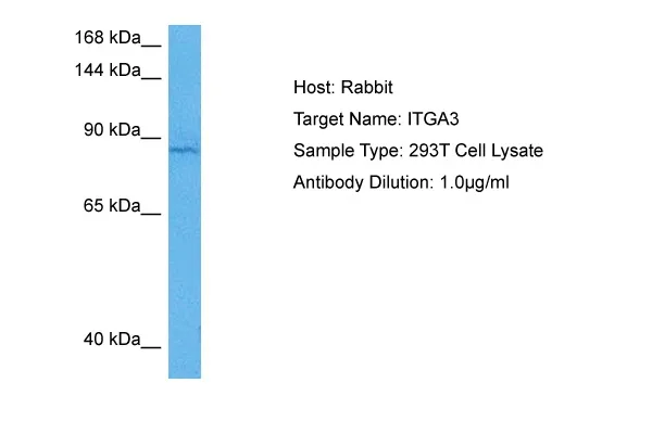 Integrin alpha 3 (ITGA3) Rabbit Polyclonal Antibody - image 1