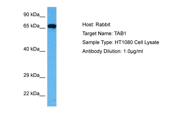 TAB1 Rabbit Polyclonal Antibody - image 1