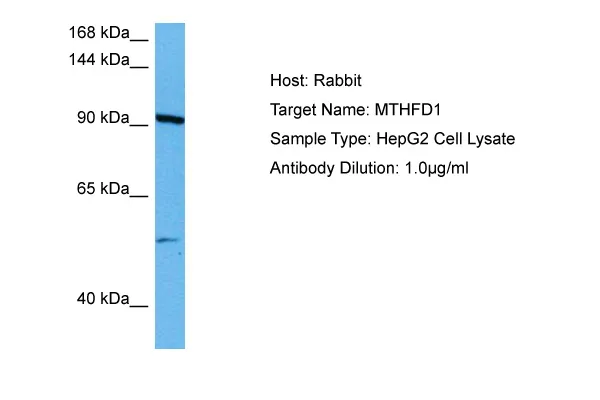 MTHFD1 Rabbit Polyclonal Antibody - image 1