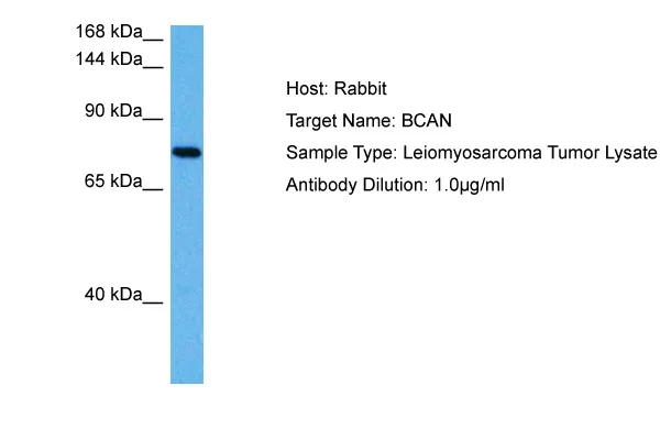 Brevican (BCAN) Rabbit Polyclonal Antibody - image 1