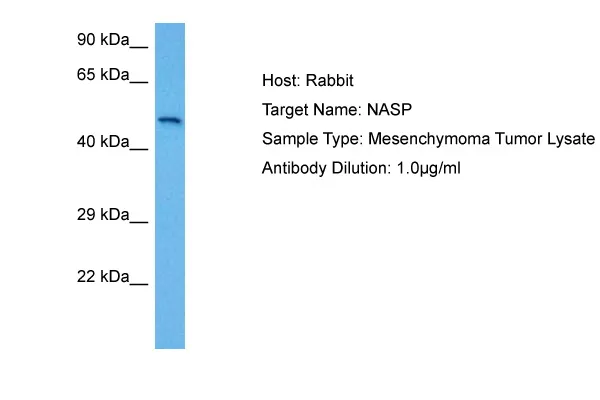 NASP Rabbit Polyclonal Antibody - image 1