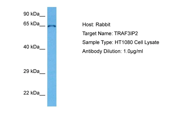 CIKS (TRAF3IP2) Rabbit Polyclonal Antibody - image 1
