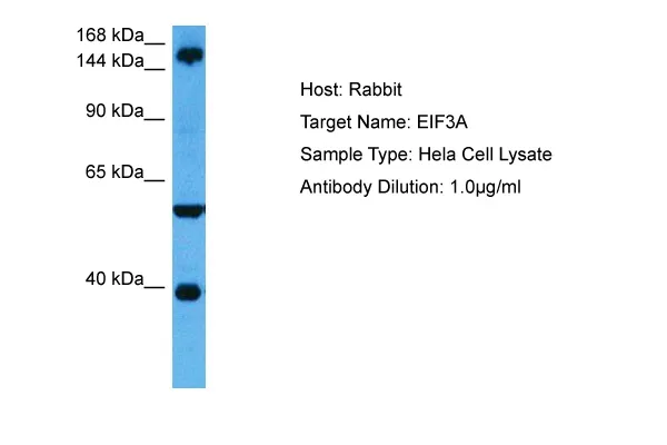 EIF3A Rabbit Polyclonal Antibody - image 1