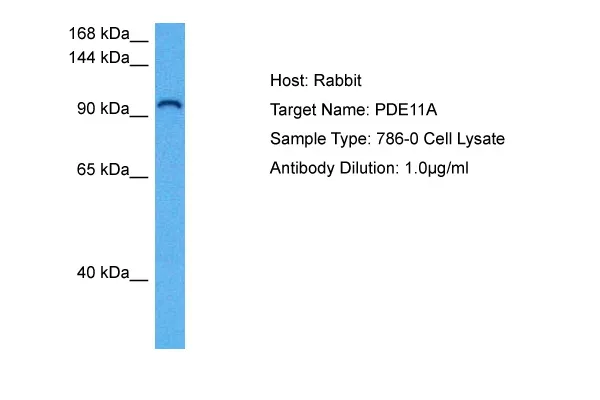 PDE11A Rabbit Polyclonal Antibody - image 1