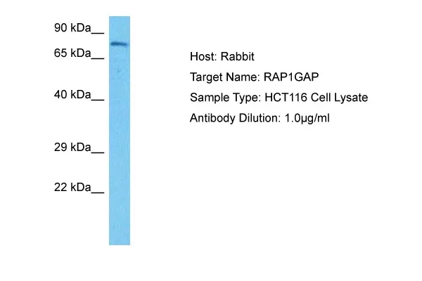 RAP1GAP Rabbit Polyclonal Antibody - image 1