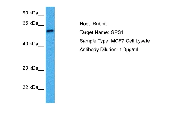 CSN1 (GPS1) Rabbit Polyclonal Antibody - image 1