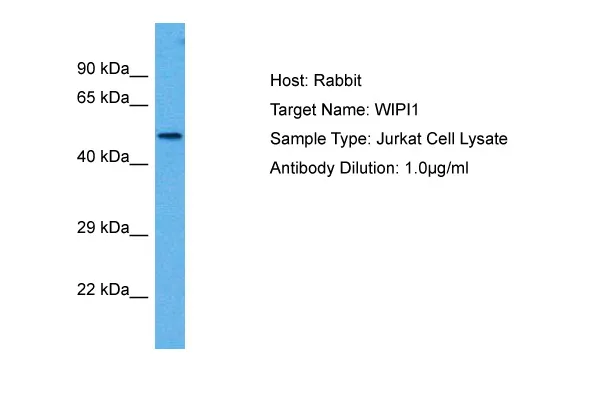 WIPI1 Rabbit Polyclonal Antibody - image 1