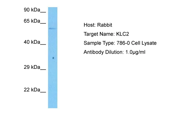 KLC2 Rabbit Polyclonal Antibody - image 1
