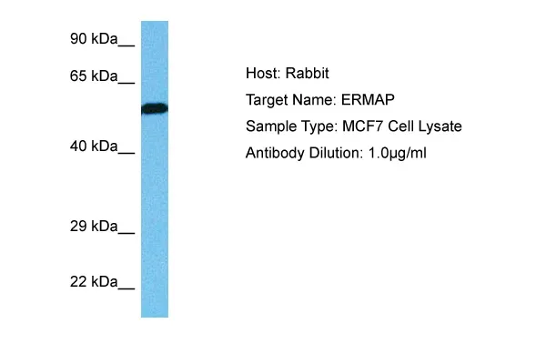 ERMAP Rabbit Polyclonal Antibody - image 1