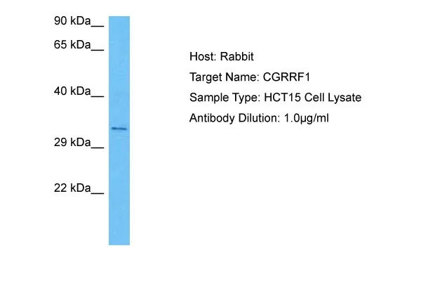 CGR19 (CGRRF1) Rabbit Polyclonal Antibody - image 1