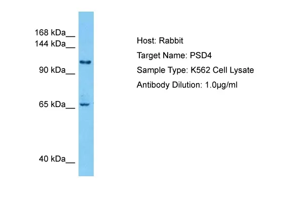 PSD4 Rabbit Polyclonal Antibody - image 1