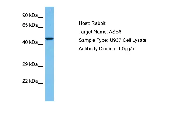 ASB6 Rabbit Polyclonal Antibody - image 1