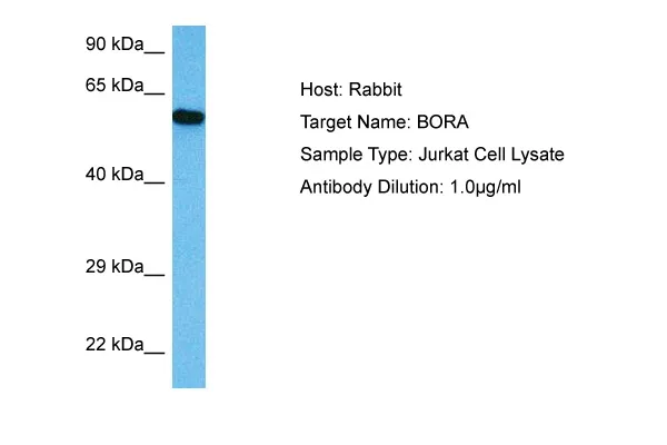 BORA Rabbit Polyclonal Antibody - image 1