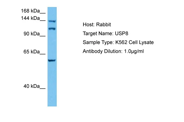 USP8 Rabbit Polyclonal Antibody - image 1