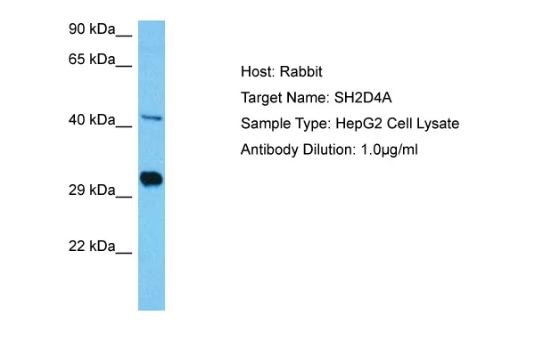 SH2D4A Rabbit Polyclonal Antibody - image 1
