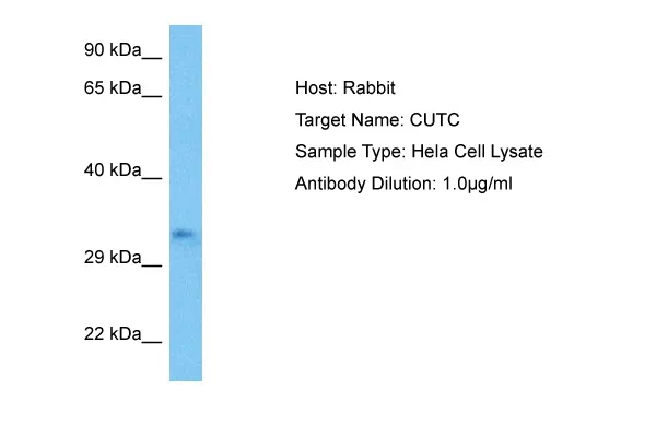 CUTC Rabbit Polyclonal Antibody - image 1