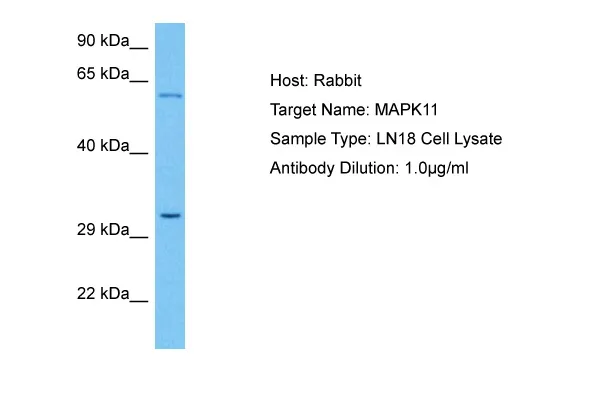 MAPK11 Rabbit Polyclonal Antibody - image 1