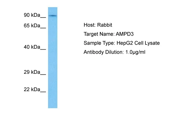 AMPD3 Rabbit Polyclonal Antibody - image 1