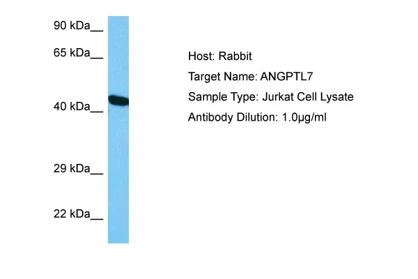 Angiopoietin like 7 (ANGPTL7) Rabbit Polyclonal Antibody - image 1
