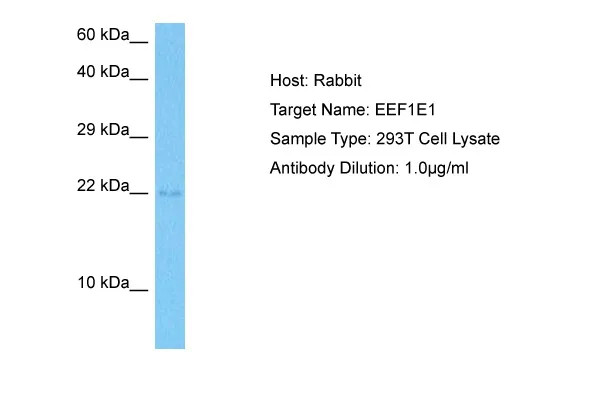 EEF1E1 Rabbit Polyclonal Antibody - image 1