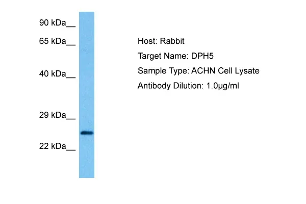 DPH5 Rabbit Polyclonal Antibody - image 1