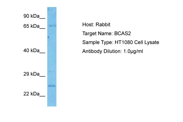 BCAS2 Rabbit Polyclonal Antibody - image 1