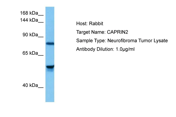 CAPRIN2 Rabbit Polyclonal Antibody - image 1