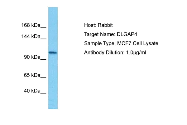 DLGAP4 Rabbit Polyclonal Antibody - image 1
