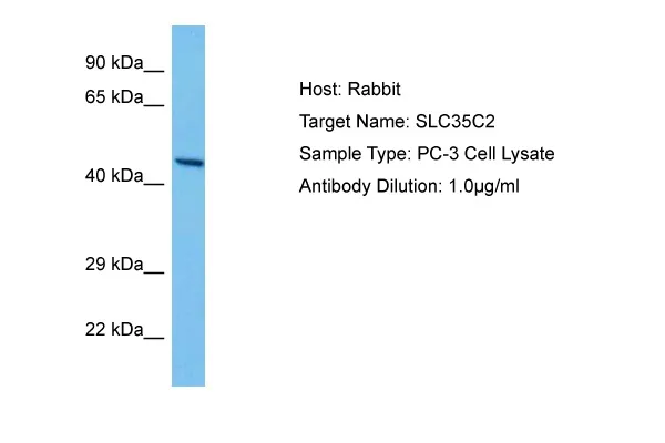 SLC35C2 Rabbit Polyclonal Antibody - image 1