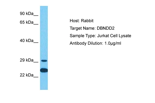 DBNDD2 Rabbit Polyclonal Antibody - image 1