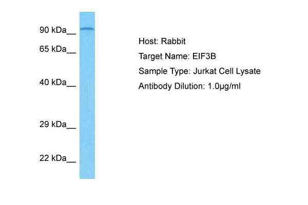 EIF3B Rabbit Polyclonal Antibody - image 1