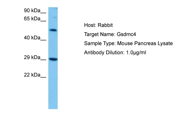 Gsdmc4 Rabbit Polyclonal Antibody - image 1