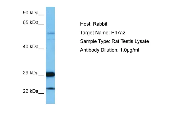 Prl7a2 Rabbit Polyclonal Antibody - image 1