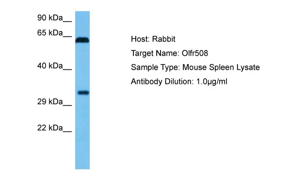 Olfr508 Rabbit Polyclonal Antibody - image 1