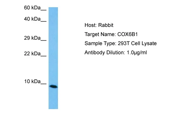 Cytochrome C Oxidase subunit VIb (COX6B1) Rabbit Polyclonal Antibody - image 1
