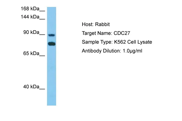 CDC27 Rabbit Polyclonal Antibody - image 1