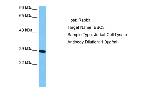Bcl2 Binding component 3 (BBC3) Rabbit Polyclonal Antibody - image 1