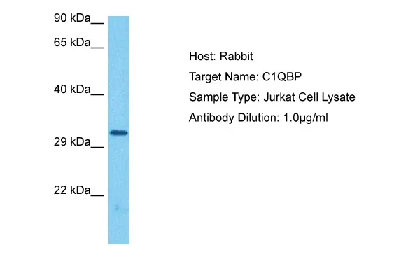 GC1q R (C1QBP) Rabbit Polyclonal Antibody - image 1